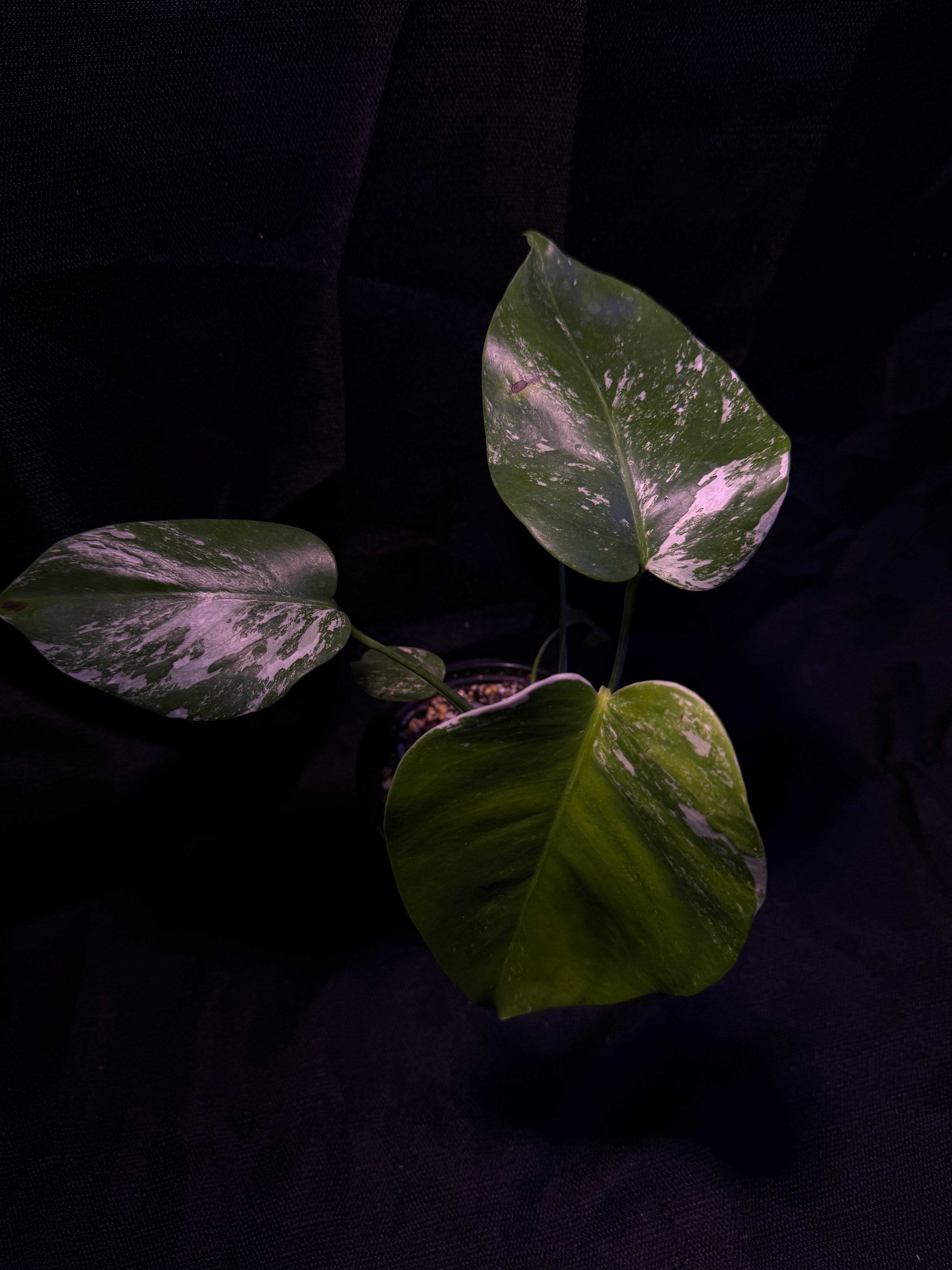 Monstera Albo