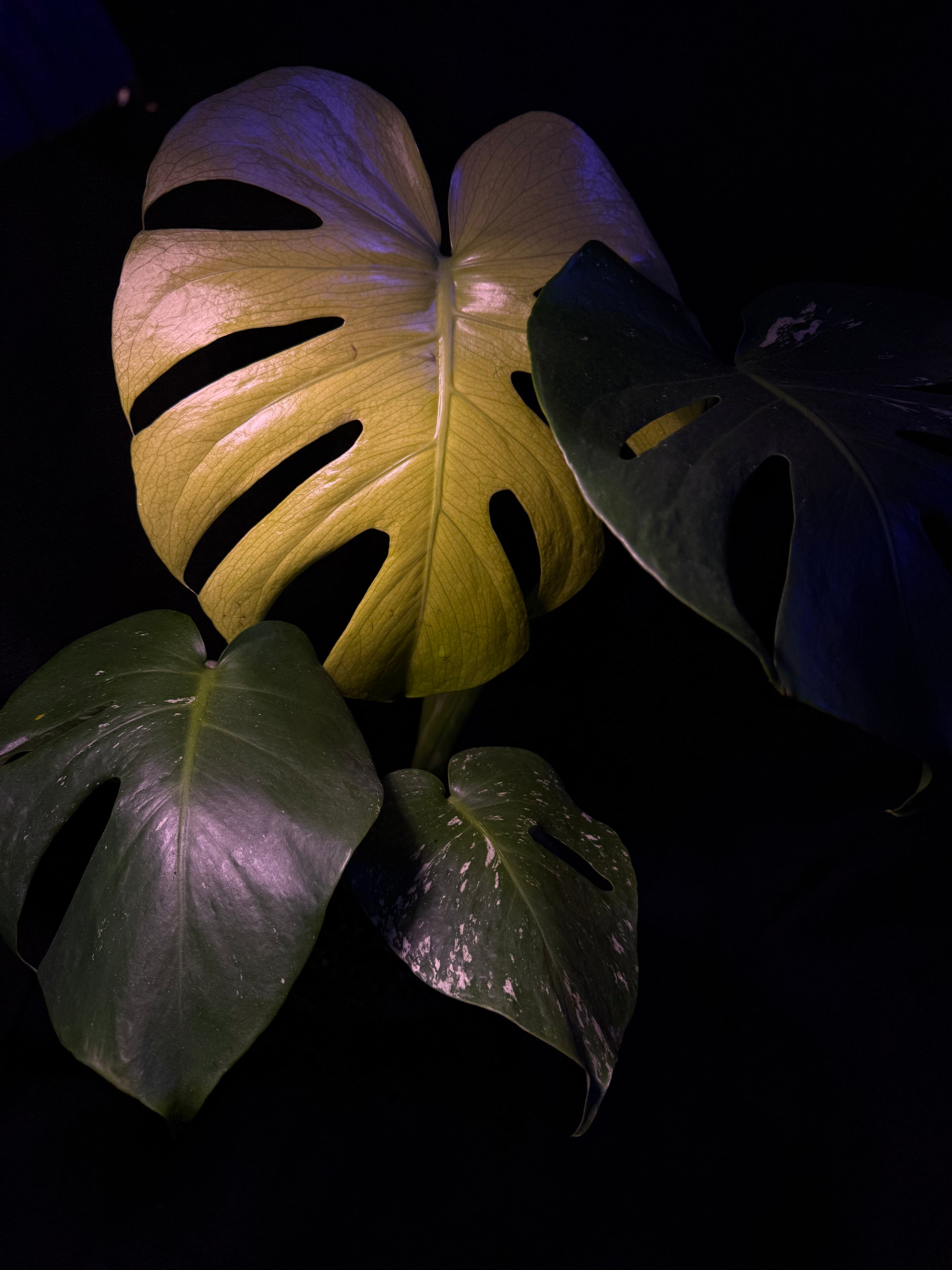 Monstera Mint