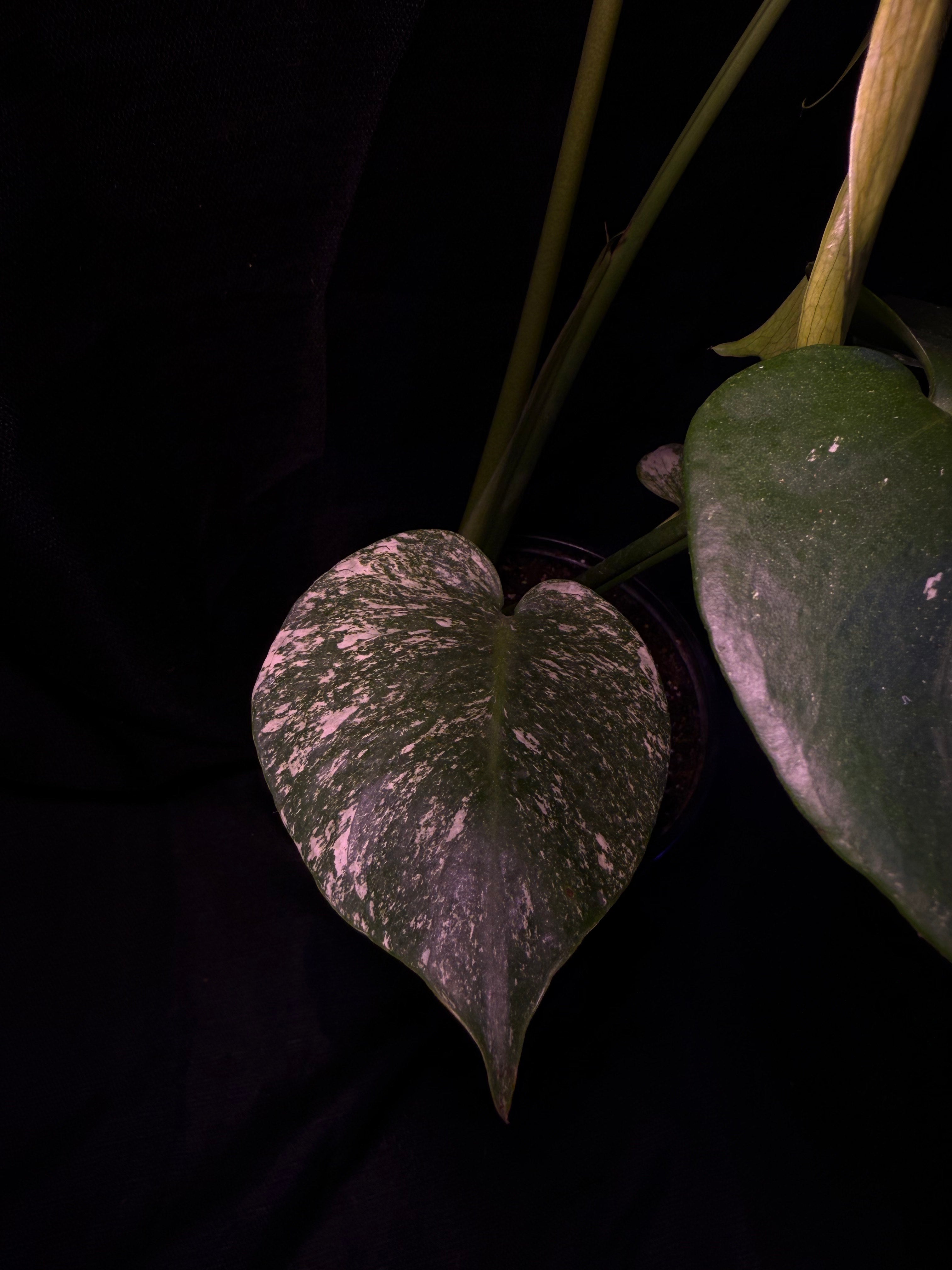 Monstera Mint