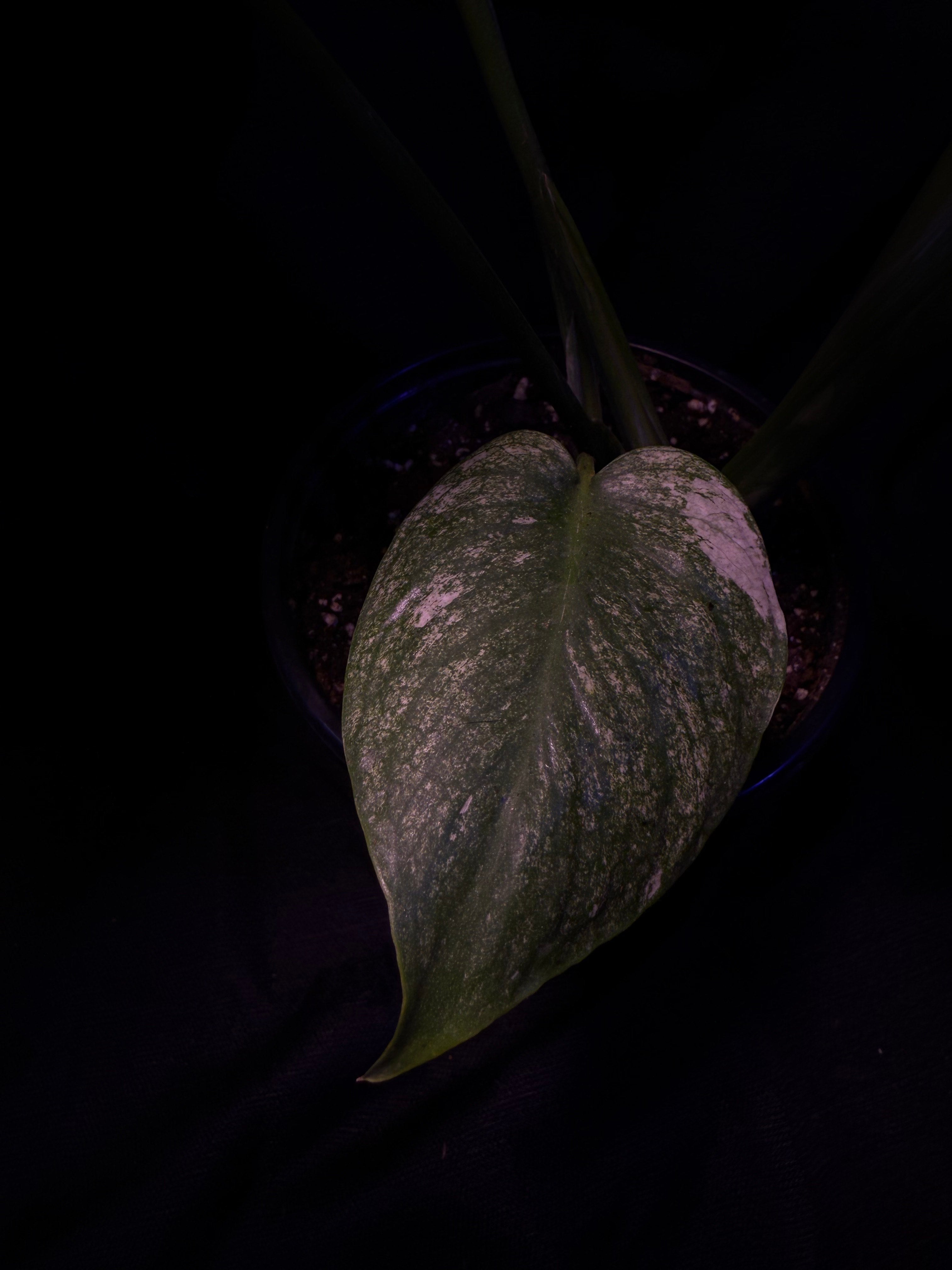 Monstera Mint