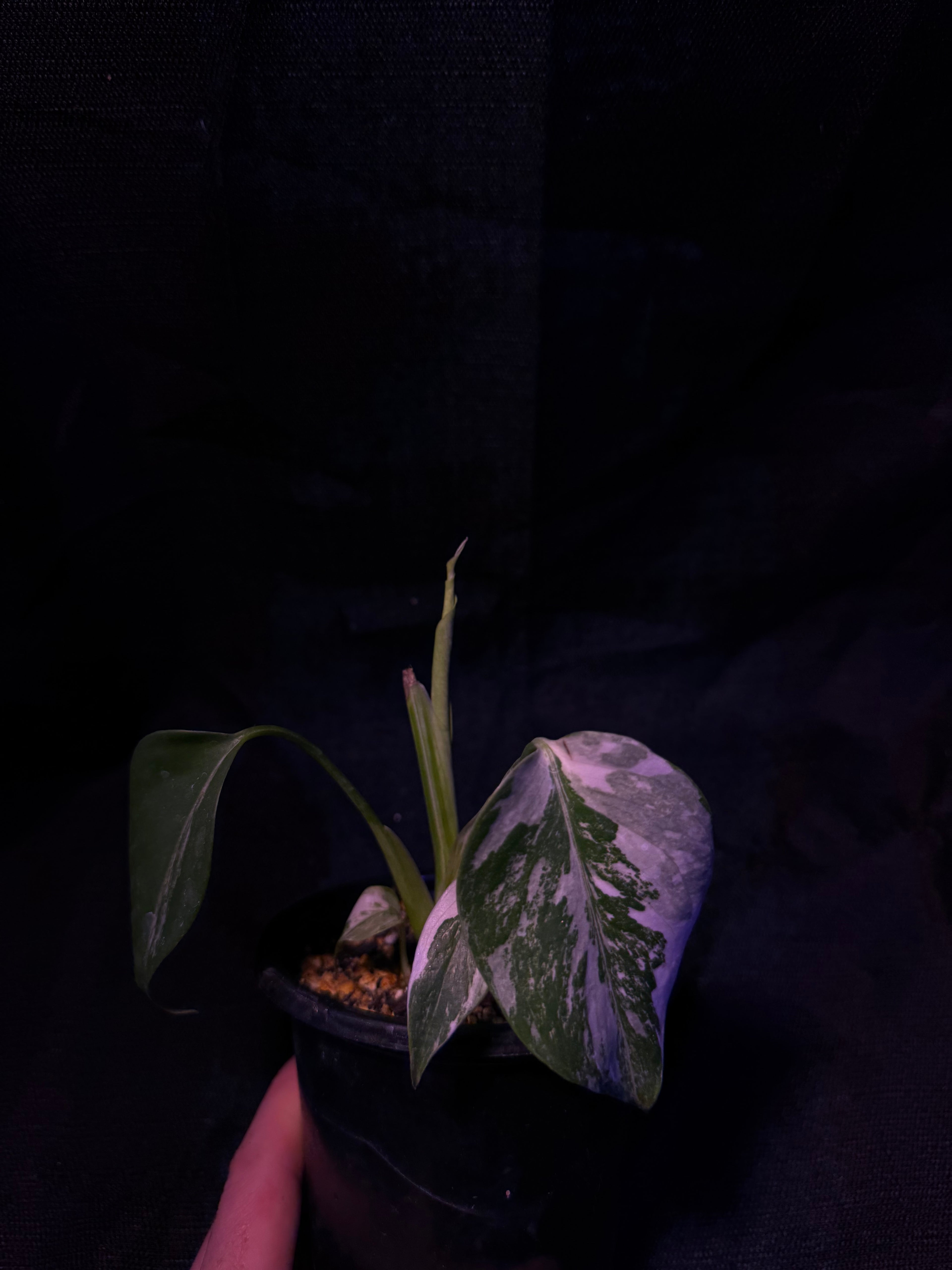Monstera Albo