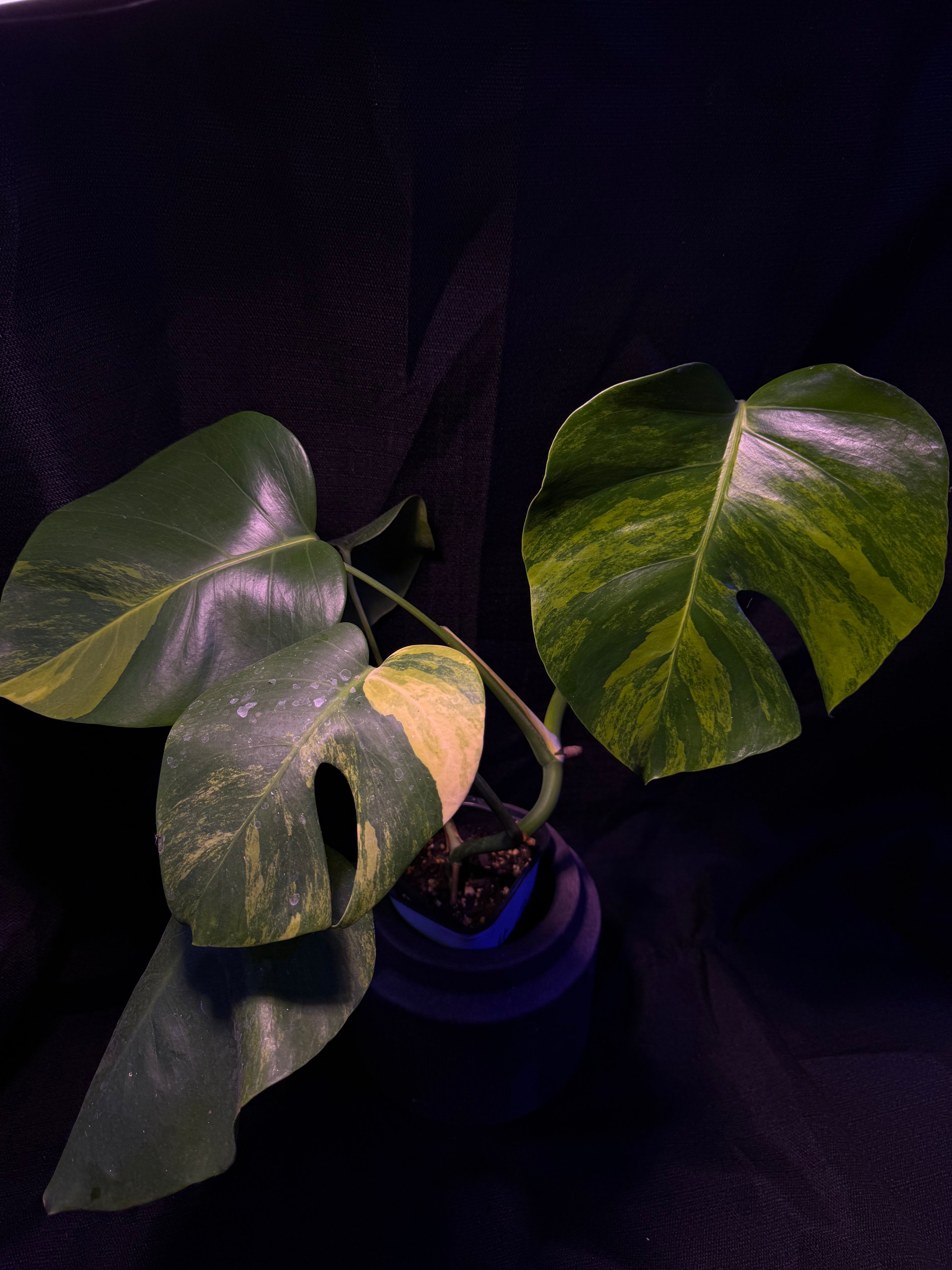 Monstera Borsigiana Aurea