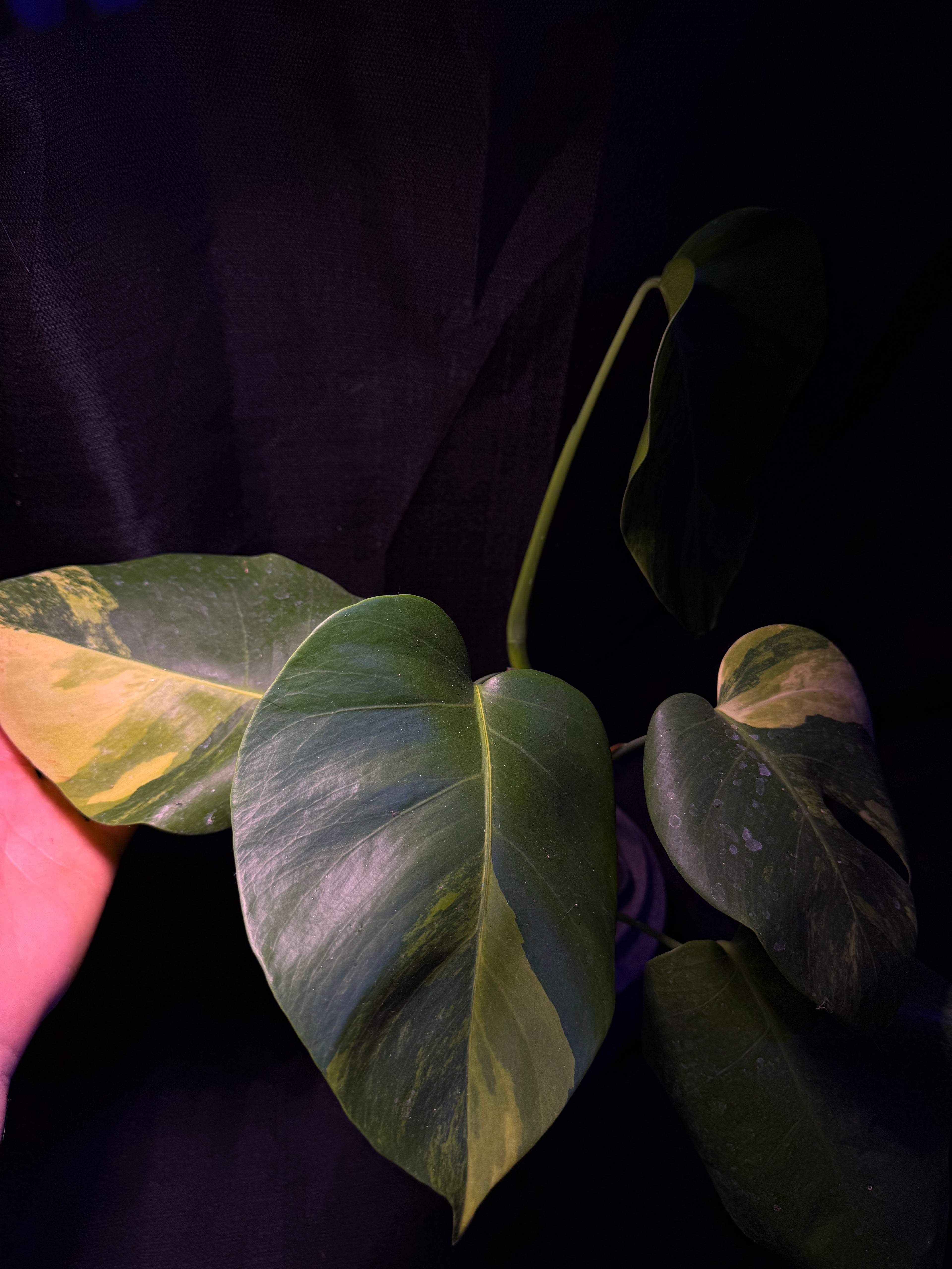 Monstera Borsigiana Aurea