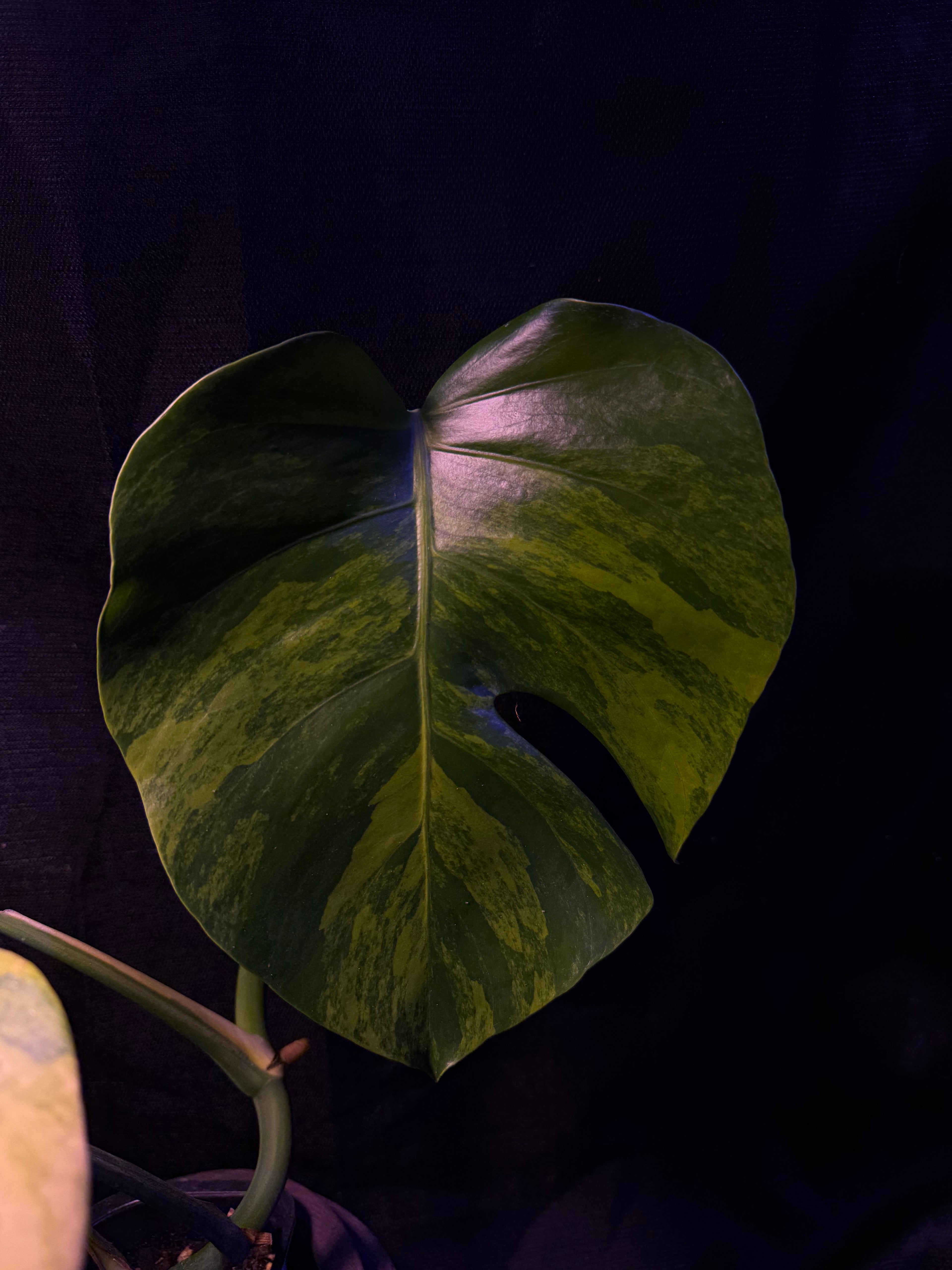 Monstera Borsigiana Aurea