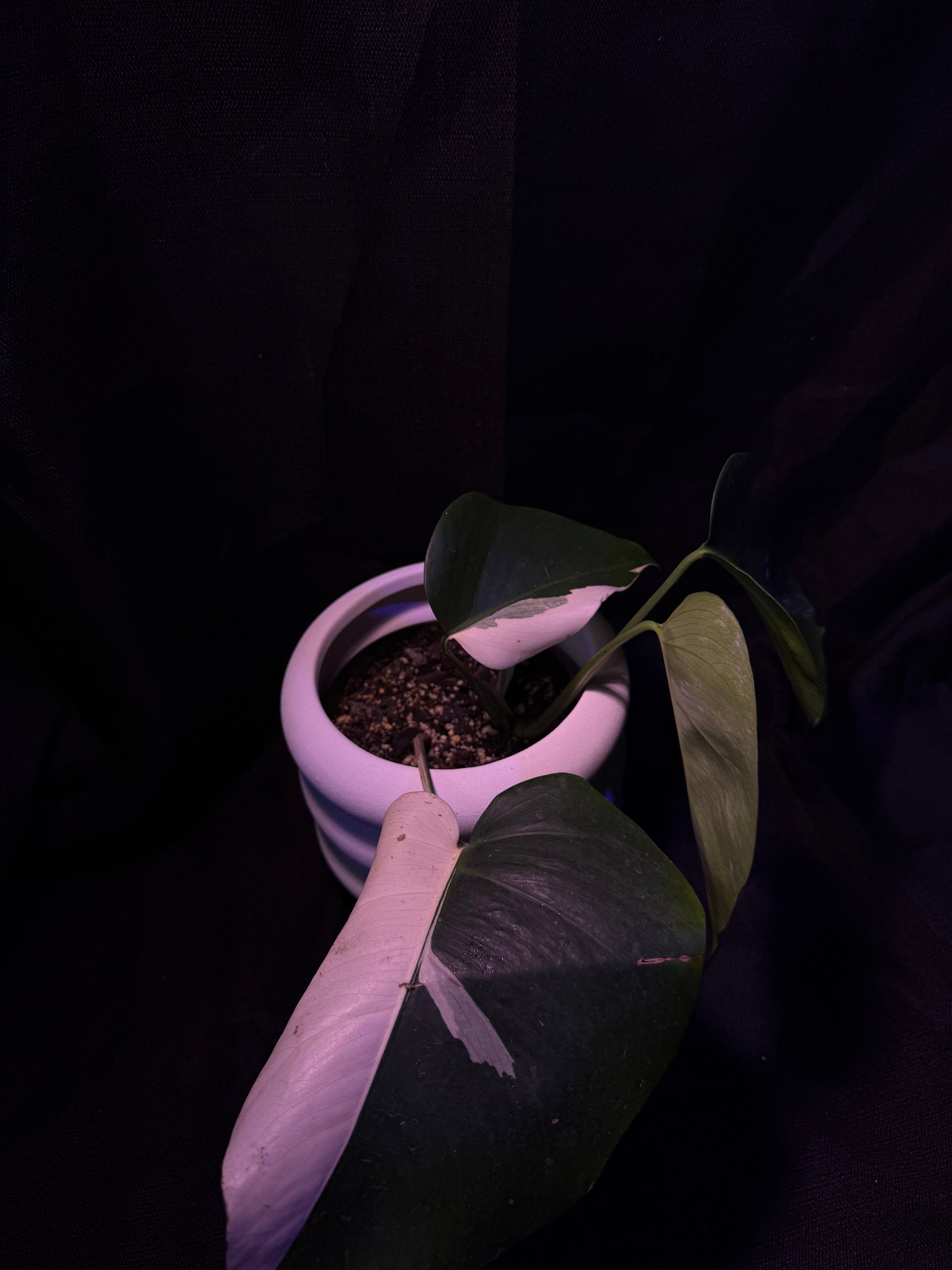 Monstera Albo Japanese White Tiger