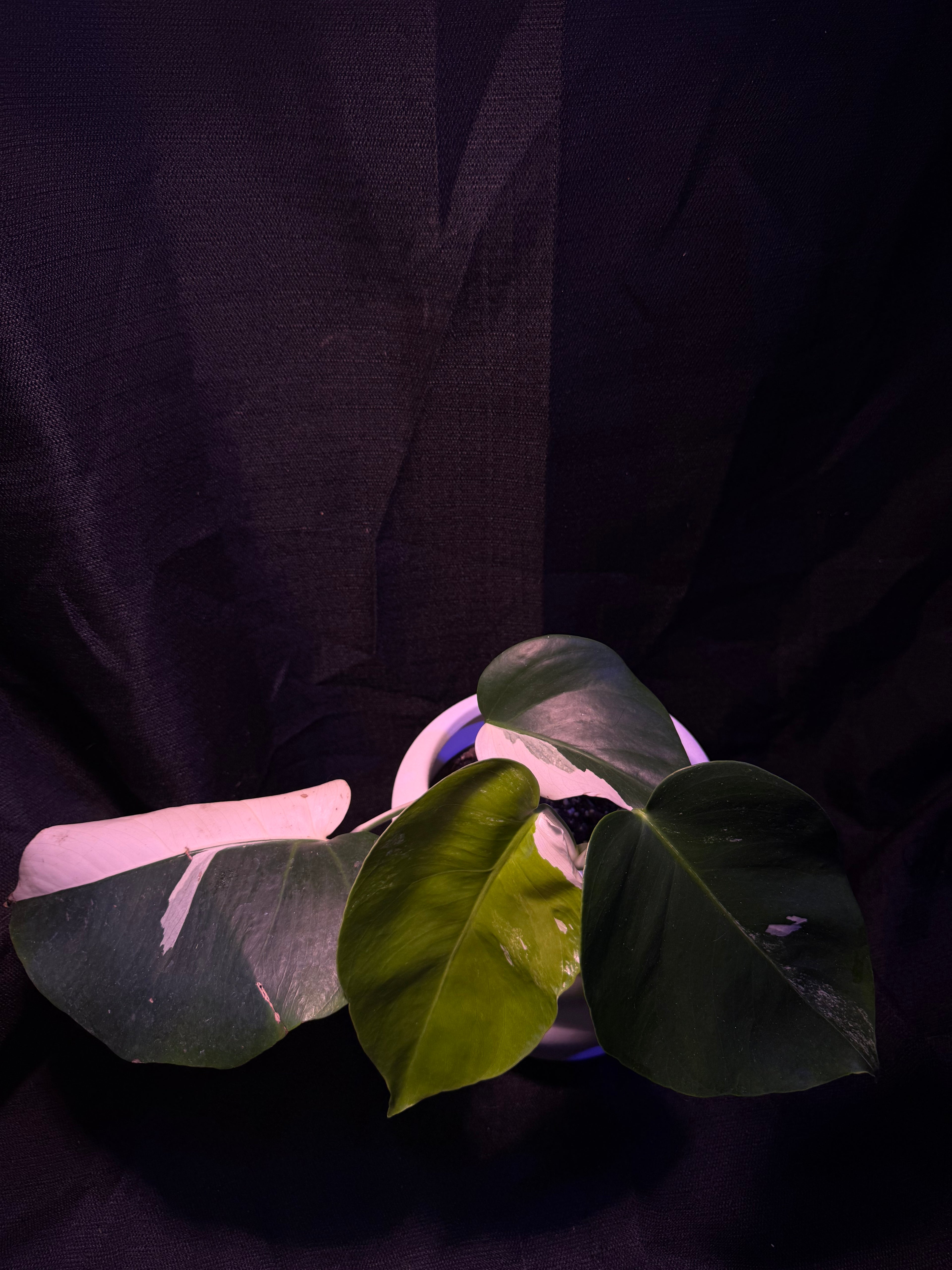 Monstera Albo Japanese White Tiger