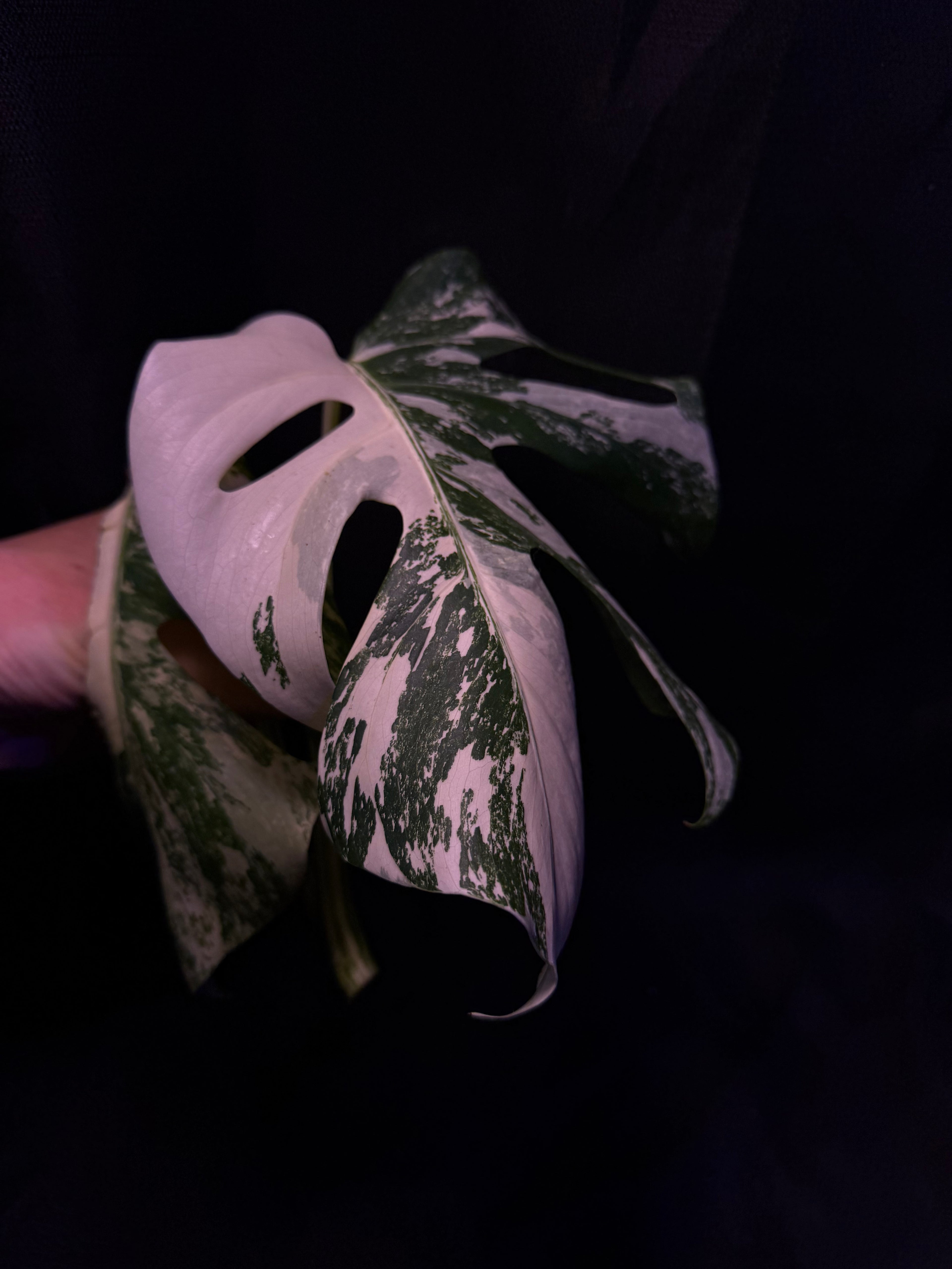 Monstera Albo Top Cutting