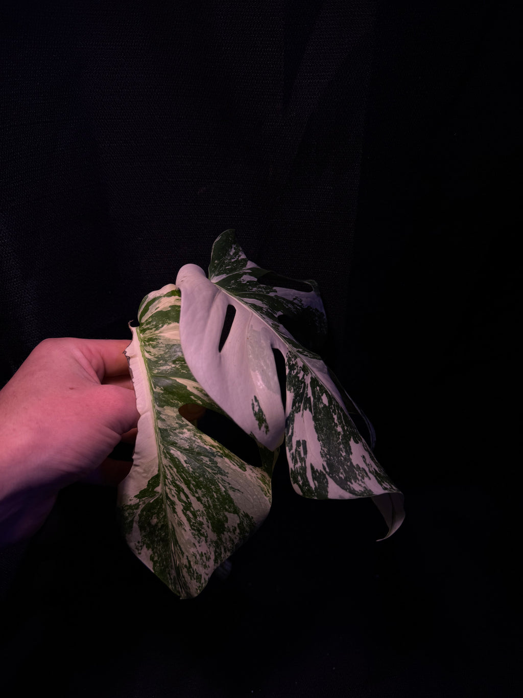 Monstera Albo Top Cutting