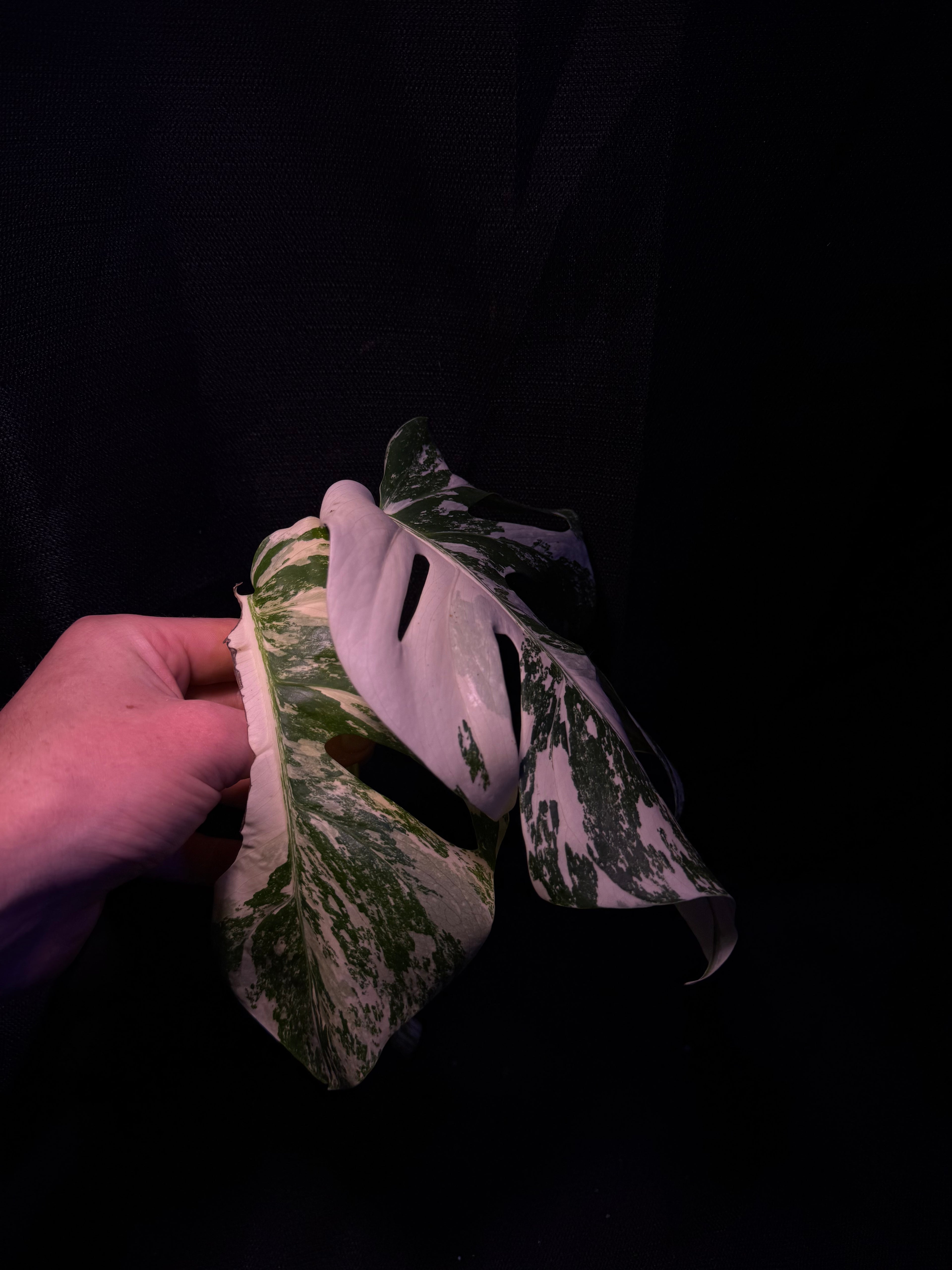 Monstera Albo Top Cutting